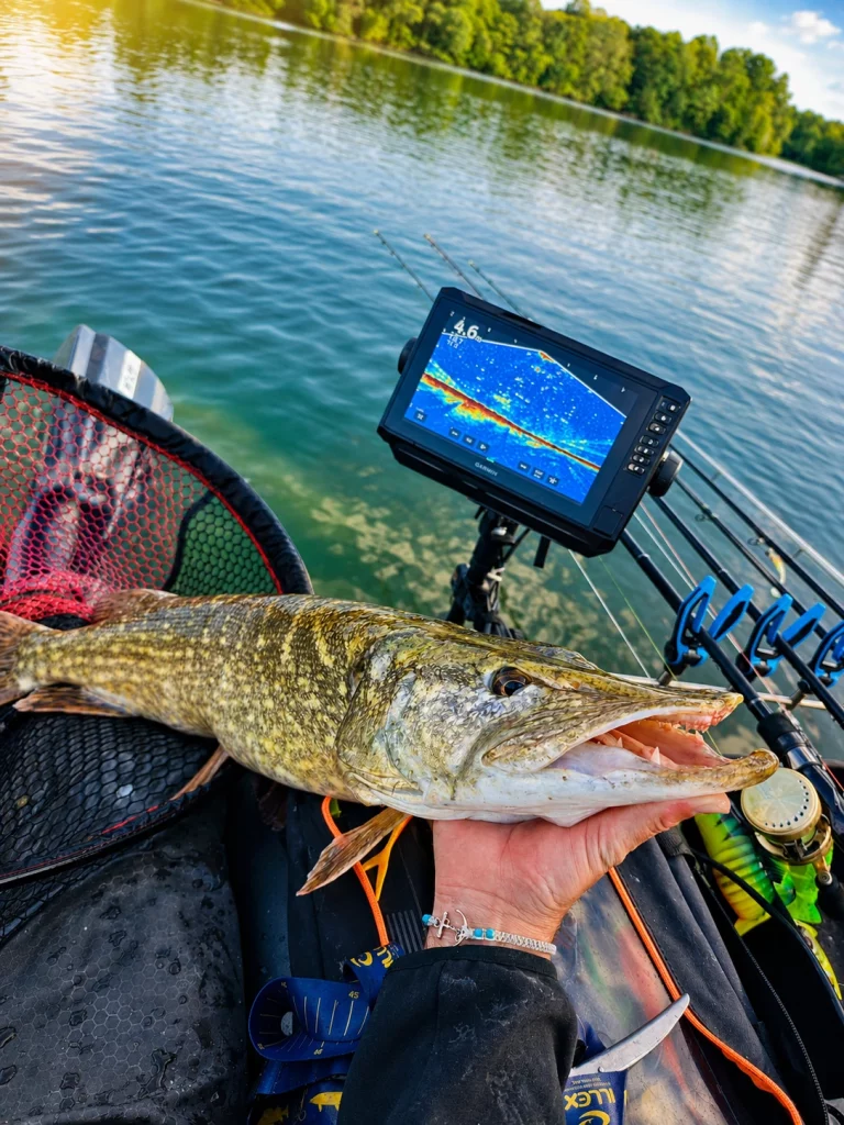 brochet de 96 cm capturé à l'ouverture carnassier